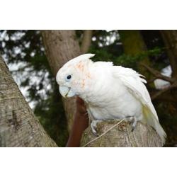 Duecorps Cockatoo