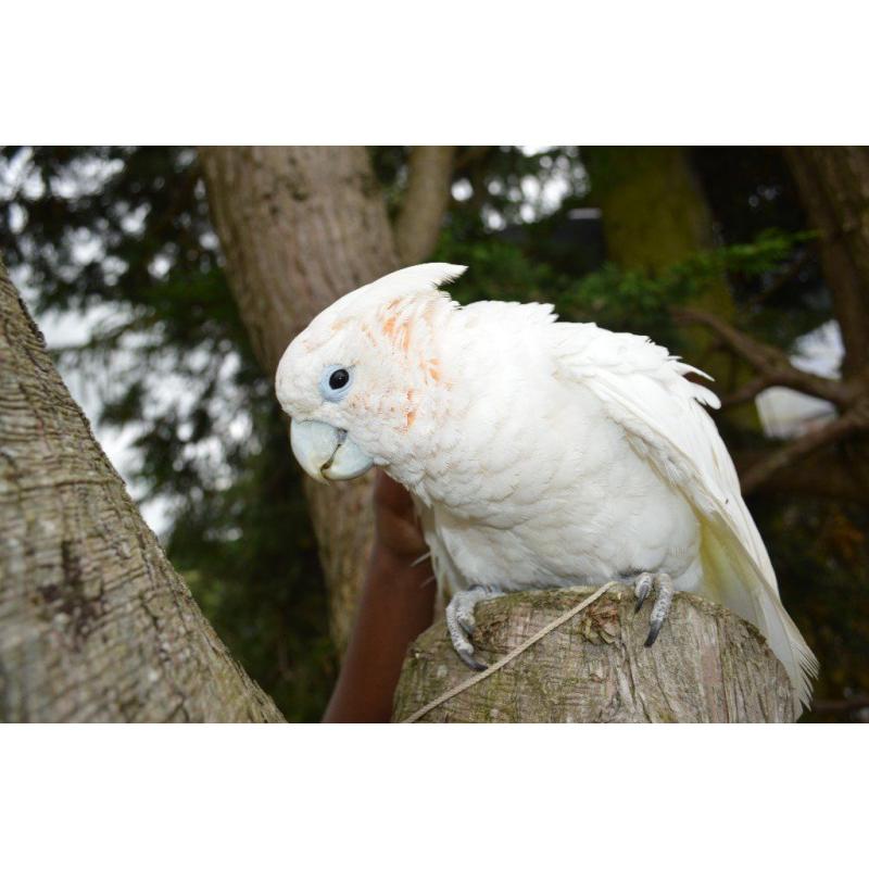 Duecorps Cockatoo