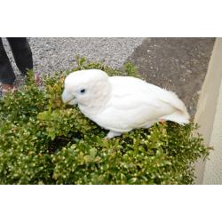 Duecorps Cockatoo