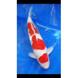 Koi