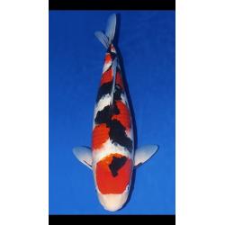 Koi
