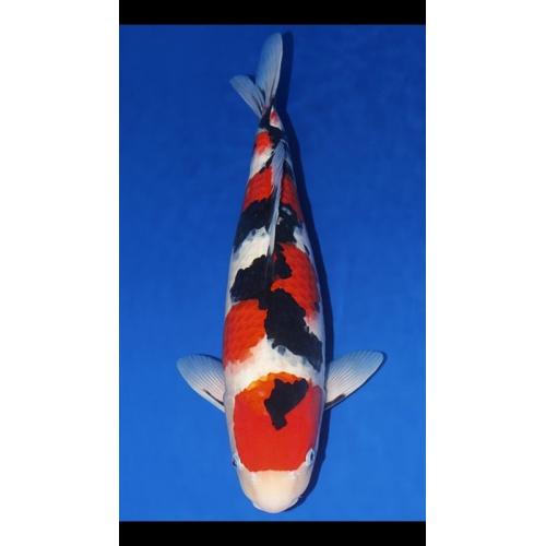 Koi