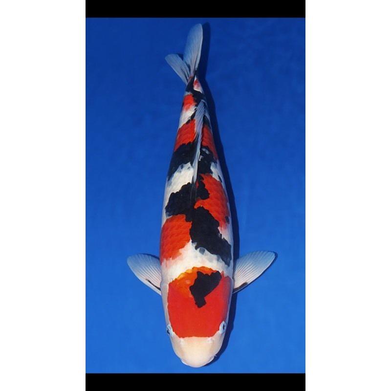 Koi
