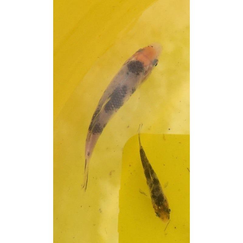 Koi
