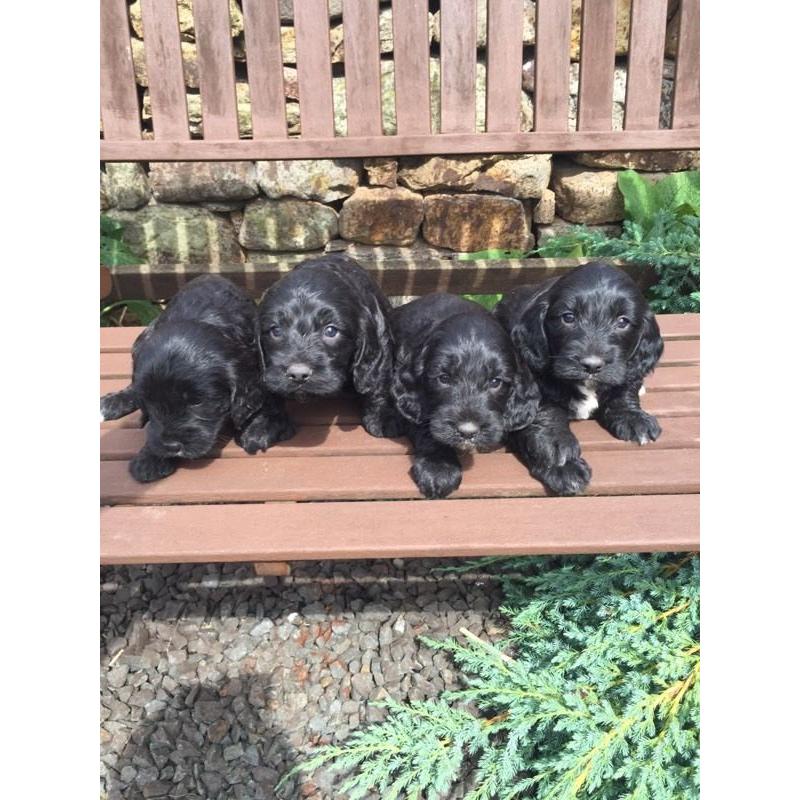 7 adorable sproodle
