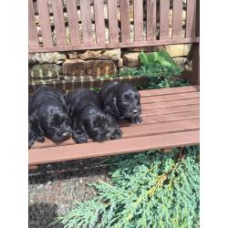 7 adorable sproodle