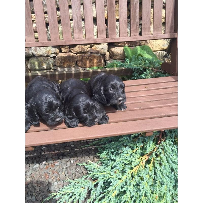 7 adorable sproodle