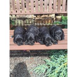 7 adorable sproodle