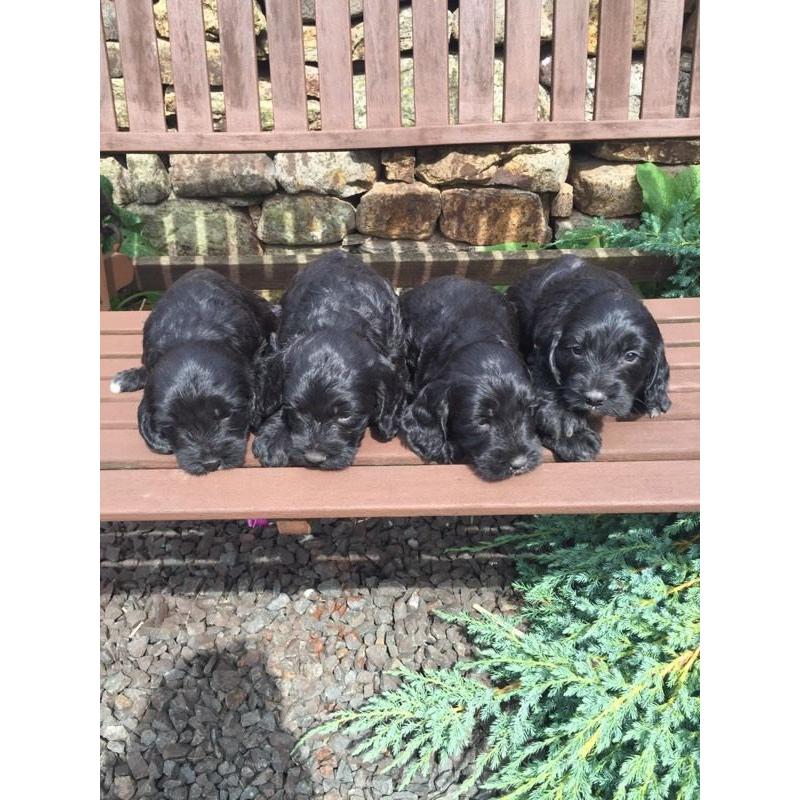 7 adorable sproodle