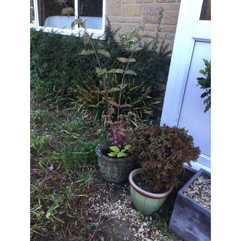 Two plants - VERY CHEAP