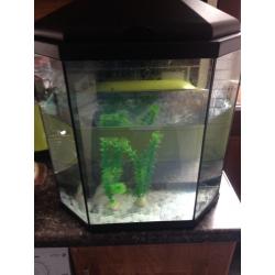 35 litres fish tank &fish