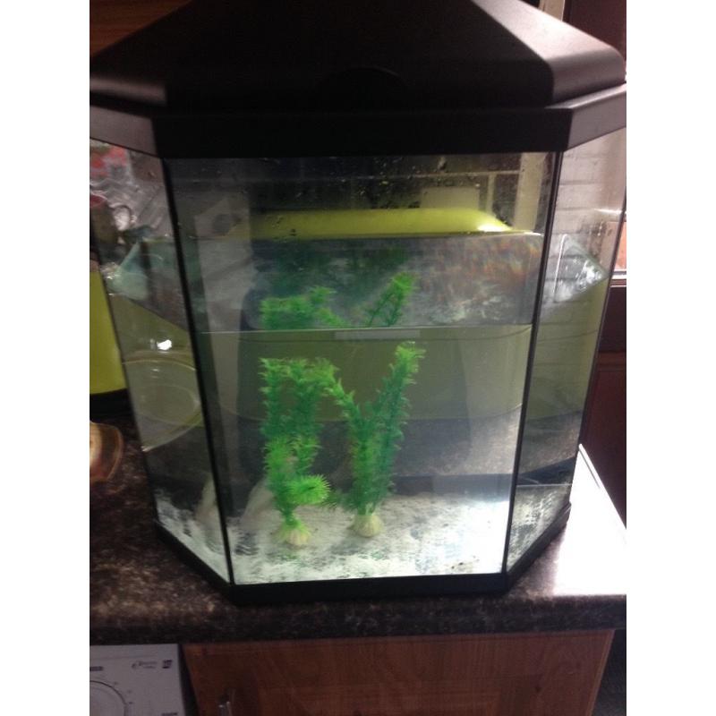 35 litres fish tank &fish