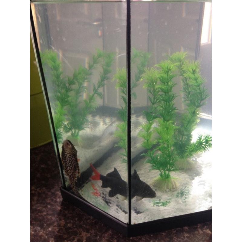 35 litres fish tank &fish
