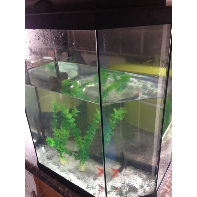 35 litres fish tank &fish
