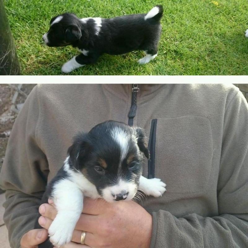Two adorable border jack pups for sale. One girl one boy.