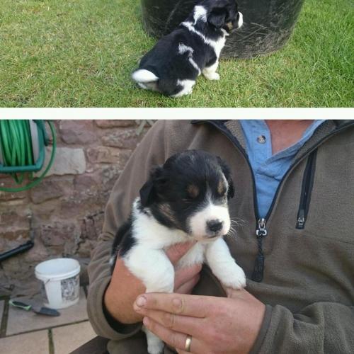Two adorable border jack pups for sale. One girl one boy.