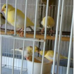 Canary for sale