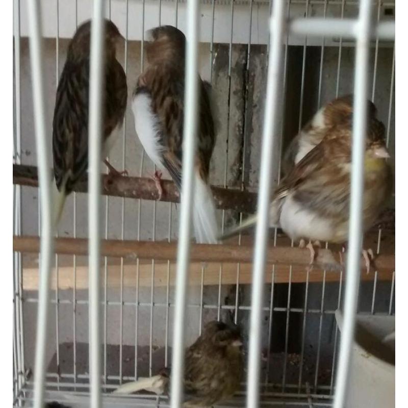 Canary for sale