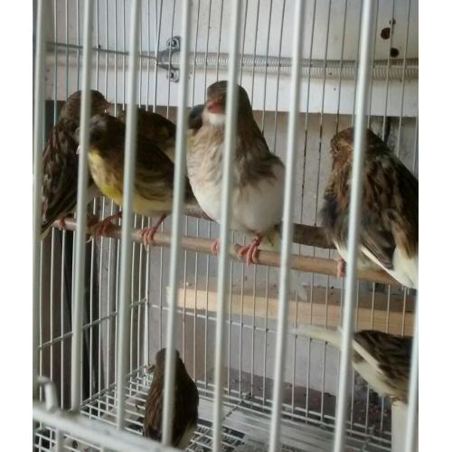Canary for sale
