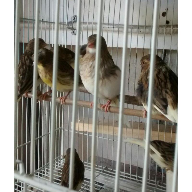 Canary for sale