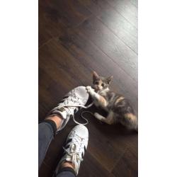 Gorgeous 9 week kitten for good home