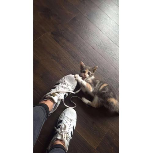 Gorgeous 9 week kitten for good home