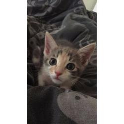 Gorgeous 9 week kitten for good home