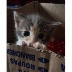 Gorgeous 9 week kitten for good home