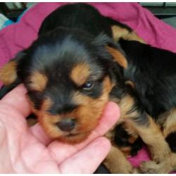 Yorkshire terrier puppy
