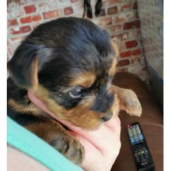 Yorkshire terrier puppy