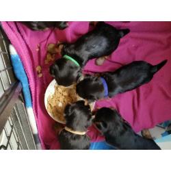 Yorkshire terrier puppy