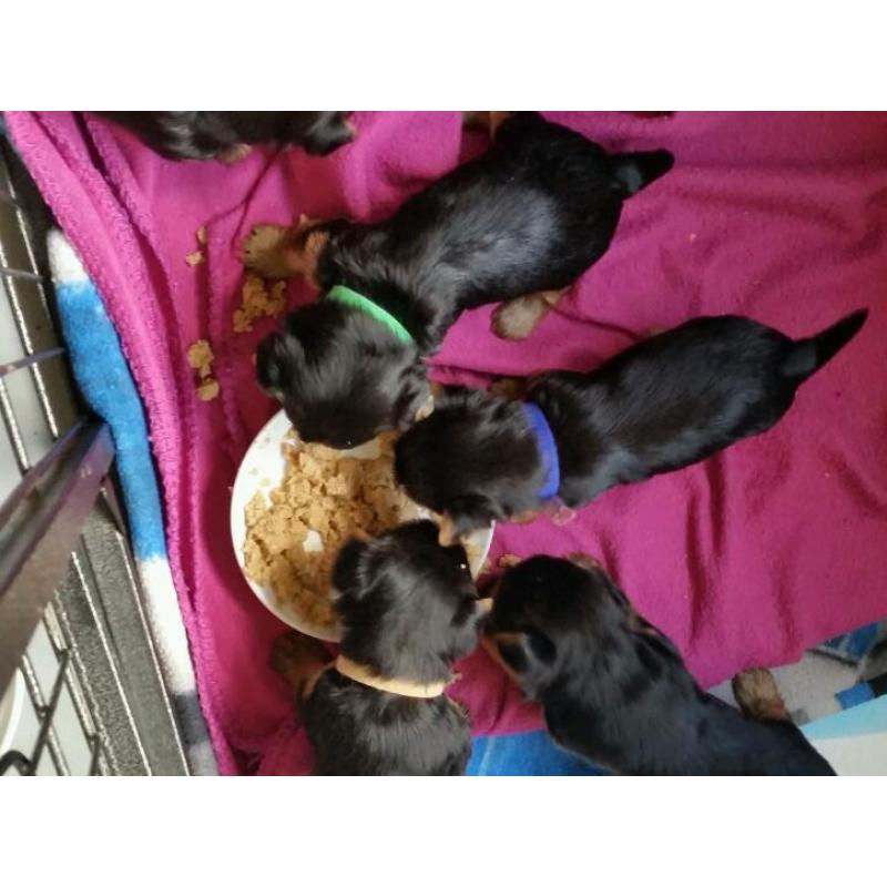 Yorkshire terrier puppy