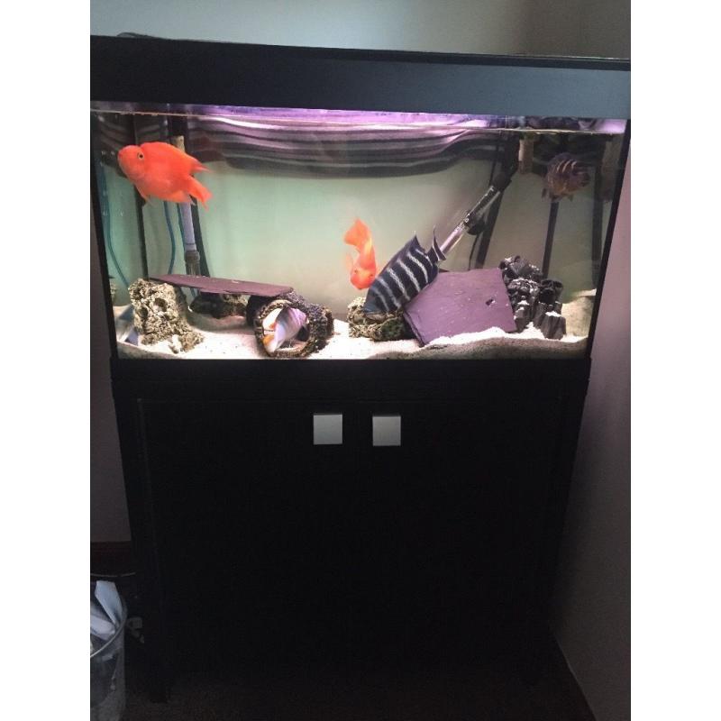 Fish tank with cabinet and external filter