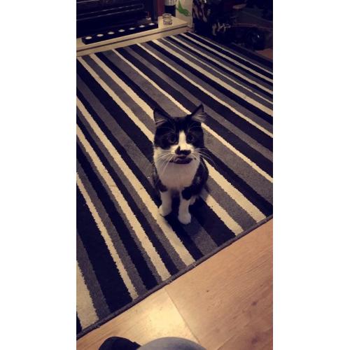 MISSING CAT