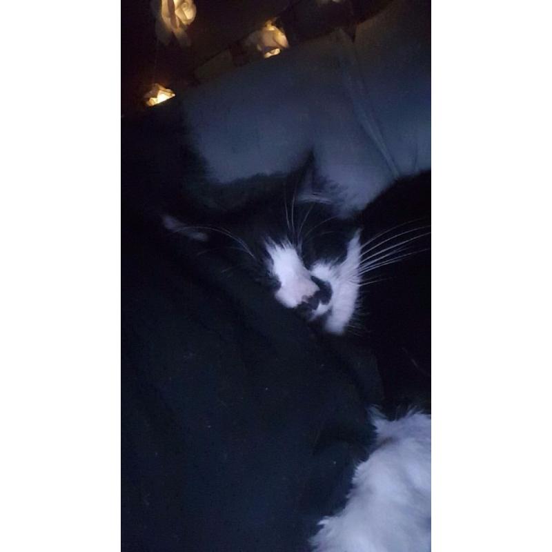 MISSING CAT