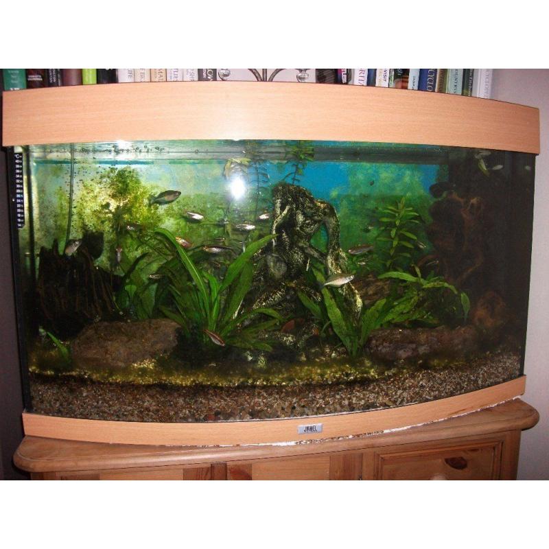 Bargain, aquarium for sale