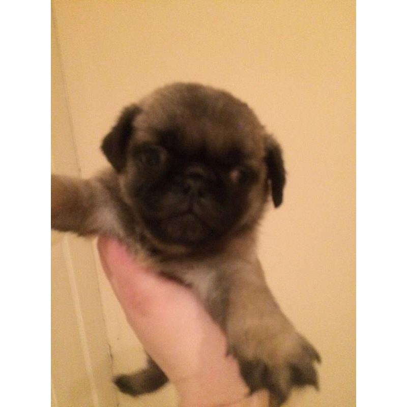 Pug puppy