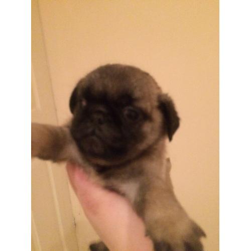 Pug puppy