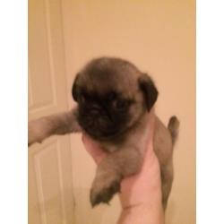 Pug puppy