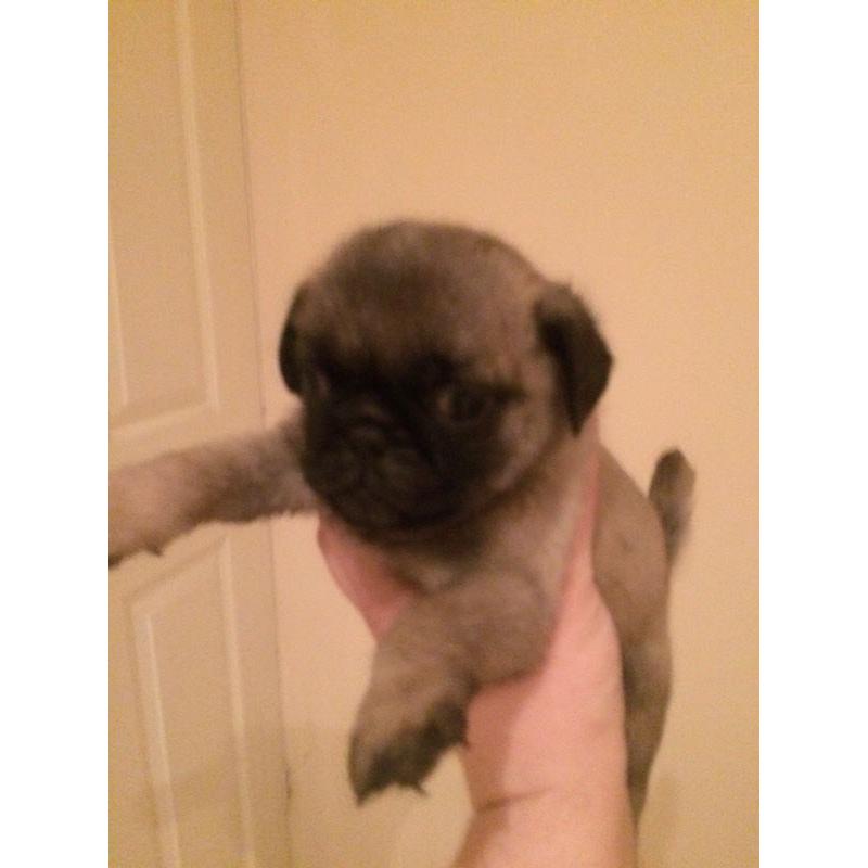 Pug puppy