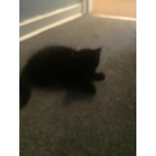 9 week old kitten for sale