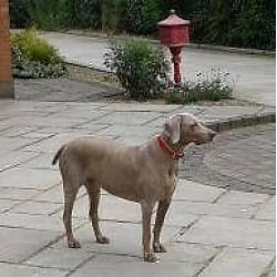 Pet holiday care specialist