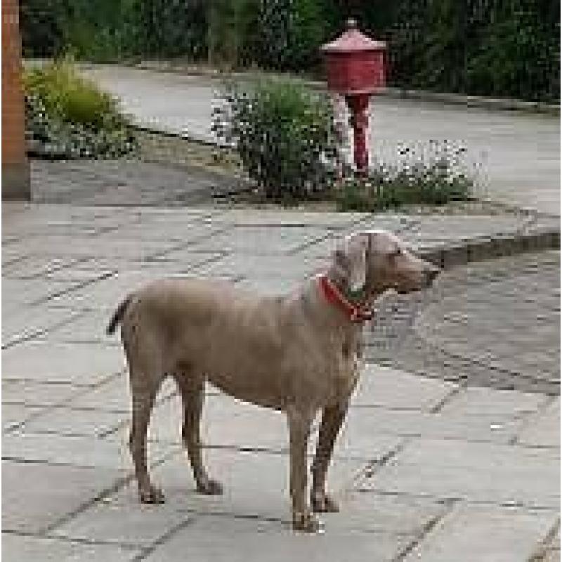 Pet holiday care specialist