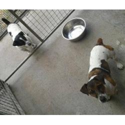 Pet holiday care specialist