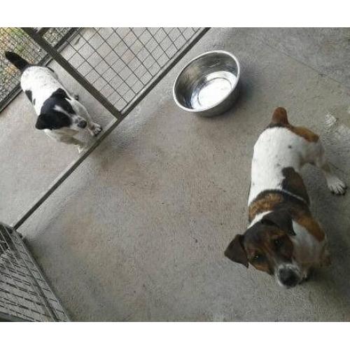 Pet holiday care specialist