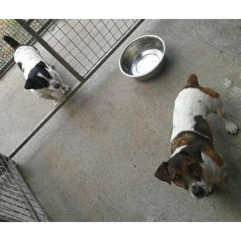 Pet holiday care specialist
