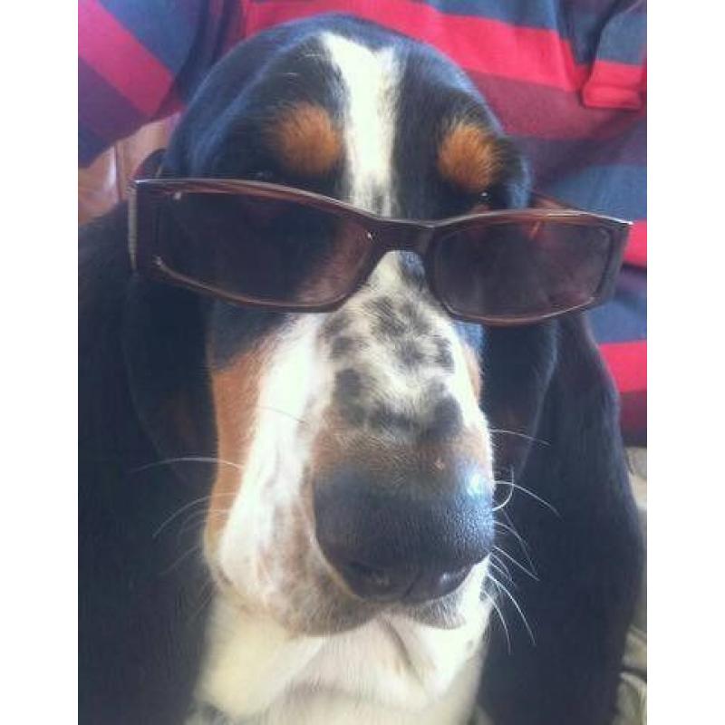 Pet holiday care specialist