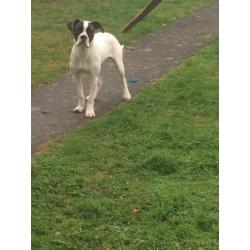 6 month old male american bulldog
