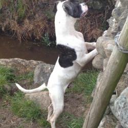 6 month old male american bulldog