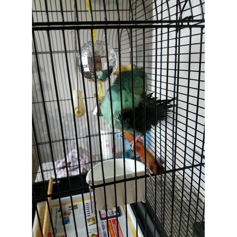Linny the Parakeet